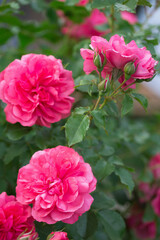 Naklejka premium Bright pink roses