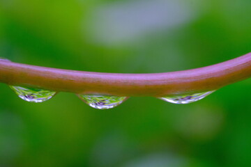 Macro Photography. Closeup photo of dewdrops hanging on stems of vines in the morning in Bandung city - Indonesia