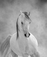 white horse portrait - obrazy, fototapety, plakaty