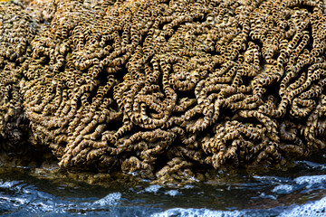 Sandcastle worm, honeycomb or tube worm (Phragmatopoma californica) is a reef-forming marine polychaete worm. Macro close up of a colony in shallow water on the coast of Martinique island (France).