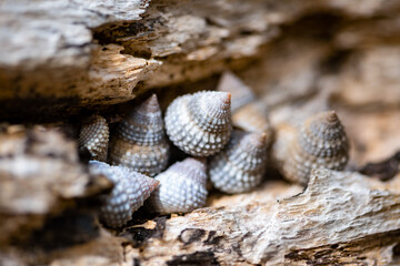 Beaded or coronate prickly-winkle (Tectarius coronatus), a species of sea snail, marine gastropod mollusk (Littorinidae). Snail colony attached in a shelter of flotsam wood on a beach in Martinique.