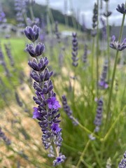 Obraz premium LAVENDER IN BLOOM