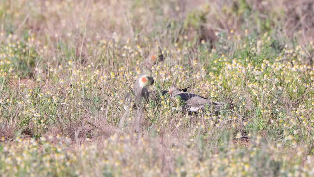 a high frame rate clip of a flock of cockatiels foraging on ground plants at eulo in outback queensland, australia