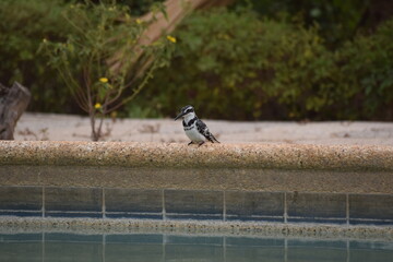 Pied Kingfisher perched on edge of swimming pool, Senegal