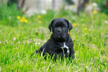 dog breed Cane Corso Italiano