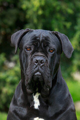 dog breed Cane Corso Italiano