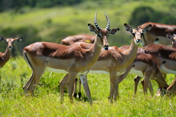 Junger Bock und Weibchen Impala,  (Aepyceros melampus) Antilopen Safari, Afrika, Südafrika