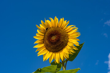 Yellow sunflower against blue sky background, macro.