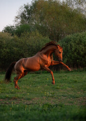 horse running in the meadow