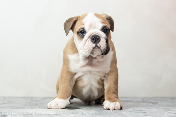 English bulldog puppy on a uniform background