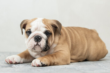 English bulldog puppy on a uniform background