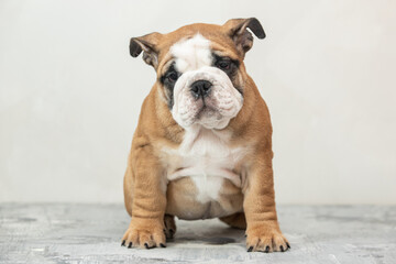 English bulldog puppy on a uniform background