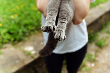 close-up of a cat's hind legs. cat paws. cat paw claws