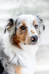 Dog with tasty treat on his nose. Close up photo of australian shepherd. Aussie balancing a cookie on nose. Obedience and trainings