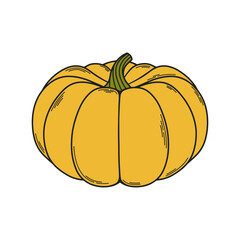 Pumpkin. Autumn vegetable. Thanksgiving pumpkin. Hand drawn vector illustration.