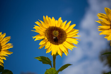 sunflowers on blue sky background