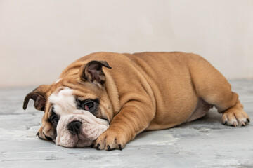 Obraz premium English bulldog puppy on a uniform background