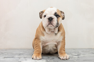 English bulldog puppy on a uniform background