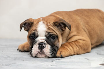 English bulldog puppy on a uniform background
