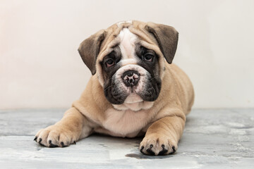 English bulldog puppy on a uniform background