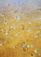 footprints in the wadden sea