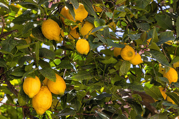 Vor der Zitronenernte