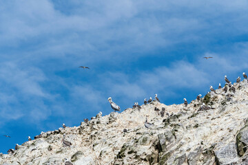 Naklejka na ściany i meble flock of birds on the rock in islas balestas