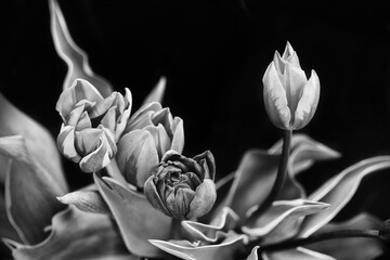 tulips