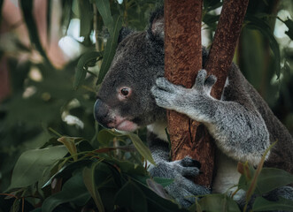 A wild Koala climbing a tree. soft focus. New South Wales, Victoria, Australia.