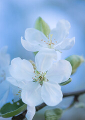 Fototapeta na wymiar Blooming Elegance: White Apple Tree Flowers Embracing the Spring Sunset in Northern Europe