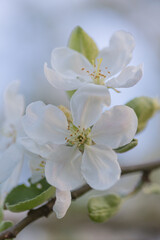 Naklejka na ściany i meble Blooming Elegance: White Apple Tree Flowers Embracing the Spring Sunset in Northern Europe