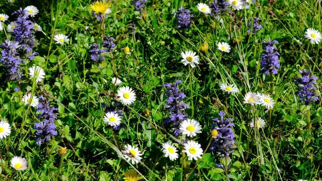Bombo su fiori di campo