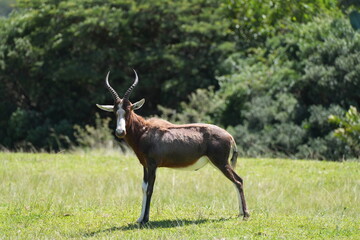 Männlicher Buntbock (Damaliscus pygargus), Unterart Blessbock, blesbuck, blesbok (Damaliscus pygargus phillipsi), Afrika, Südafrika, Safari, Savanne