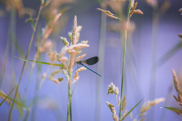Whimsical Guardian: Blue Dragonfly Amidst Riverside Serenity in Northern Europe