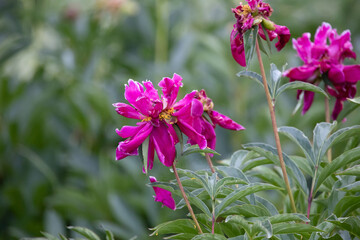 Blooming Symphony: Captivating Garden Flowers in Full Splendor in Northern Europe