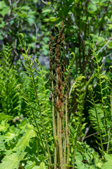 Osmundastrum cinnamomeum, commonly called cinnamon fern, shown in early Spring with its colorful green and brown fertile fronds. 