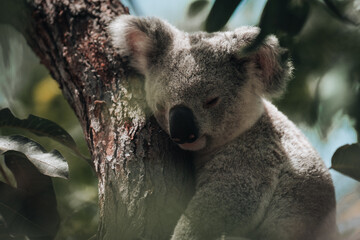 koala resting and sleeping on his tree with a cute smile. Australia, Queensland.