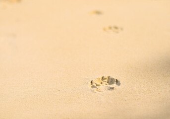 Dog footprint in sand at beach