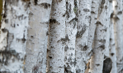 Fototapeta premium Detail of the birch tree trunks