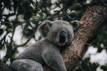 Obraz premium koala resting and sleeping on his tree with a cute smile. Australia, Queensland.