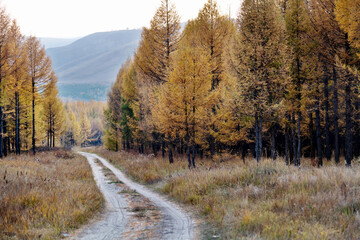 Field winding road through the forest