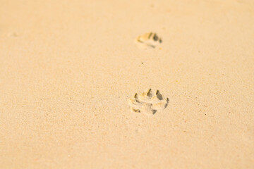 Dog footprint in sand at beach