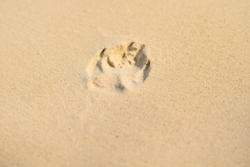 Dog footprint in sand at beach