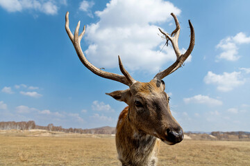 Sika deer on the grassland in autumn