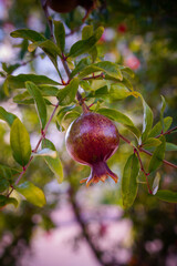 Granat is a species of fruit plant in the genus Pomegranate