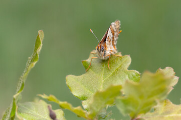 Melitaea cinxia - Glanville fritillary - Mélitée du plantain
