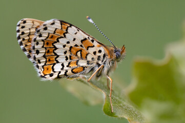Melitaea cinxia - Glanville fritillary - Mélitée du plantain