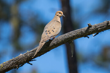 Mourning Dove