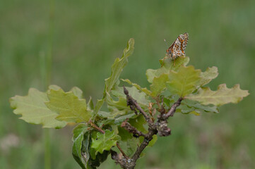 Melitaea cinxia - Glanville fritillary - Mélitée du plantain