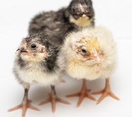 small colorful chickens on a light background